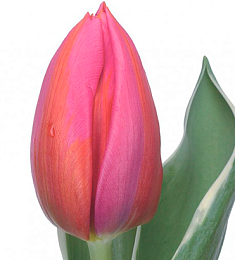 Голландский Тюльпан - соберите букет