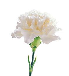 Голландская гвоздика - соберите букет