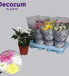 Хризантема комнатная